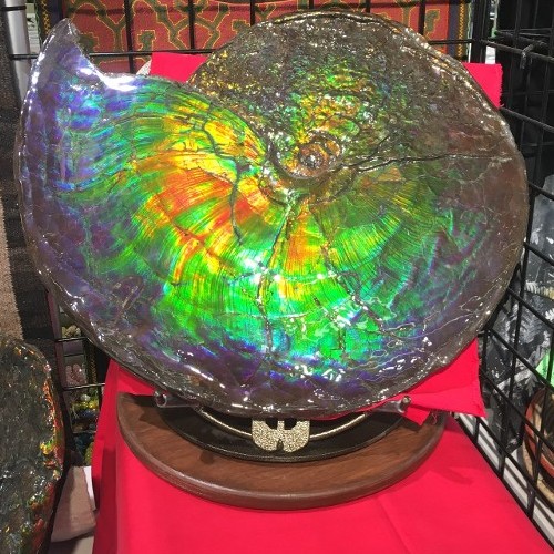 Dinasour Age Fossil